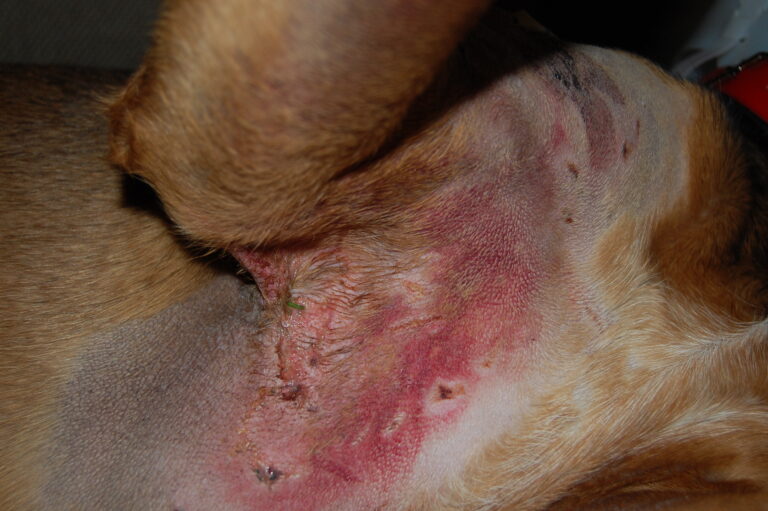 puppy stomach rash