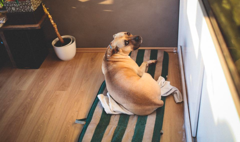 dog sanitary towels