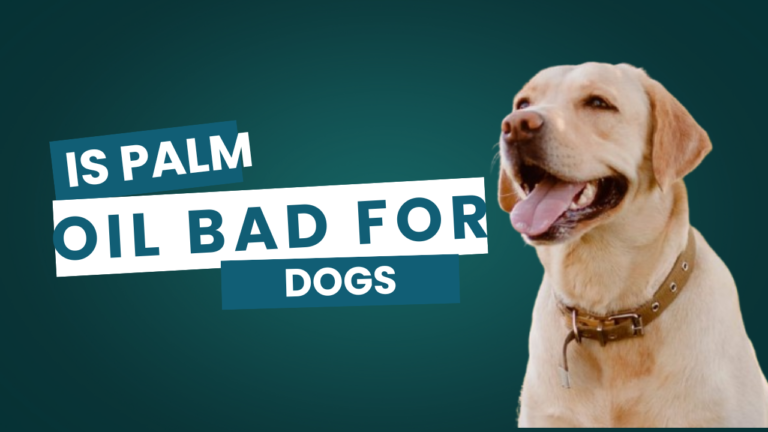 is palm oil bad for dogs