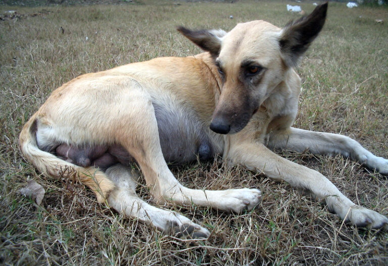 dog 8 weeks pregnant