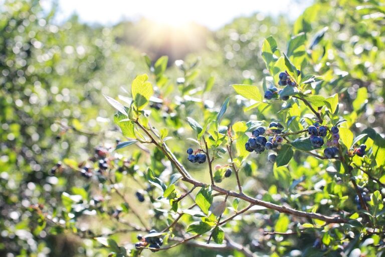 blueberry treats for dogs
