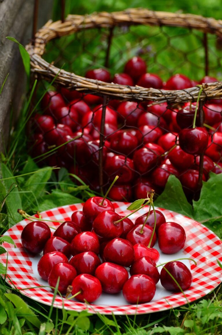 can dogs have maraschino cherries