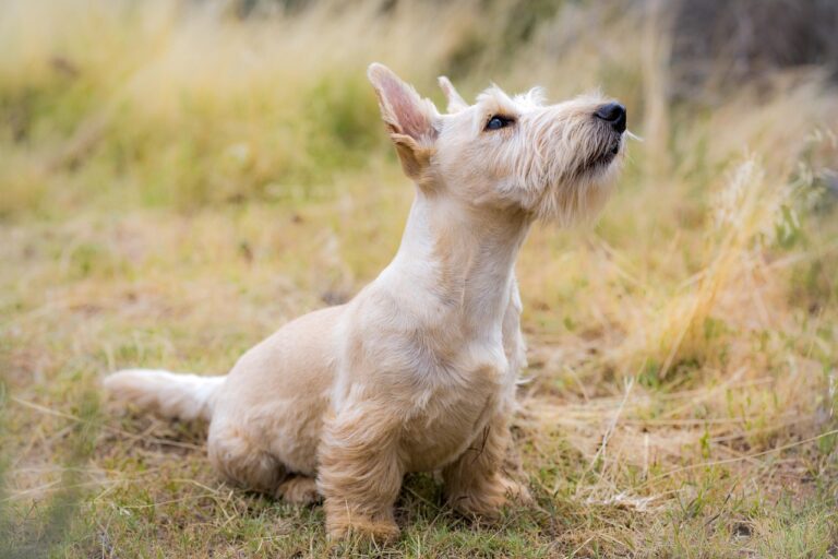 what happens if my dog eats cat poop