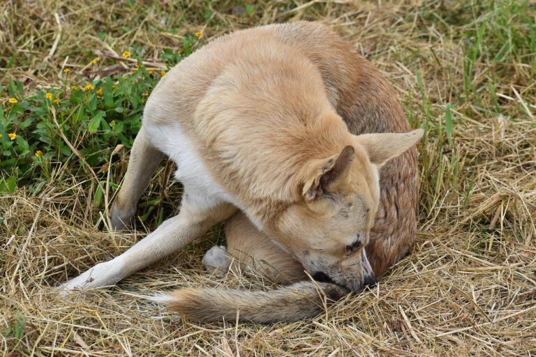 dog keeps scratching ear and licking paw