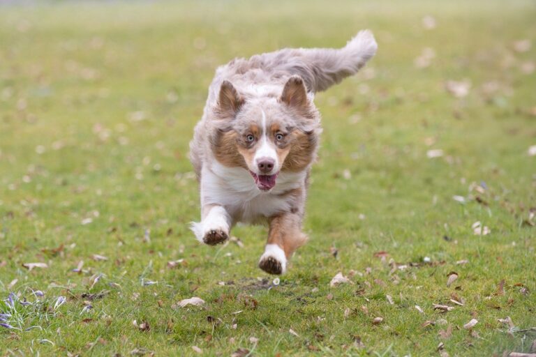 low sodium canned chicken for dogs