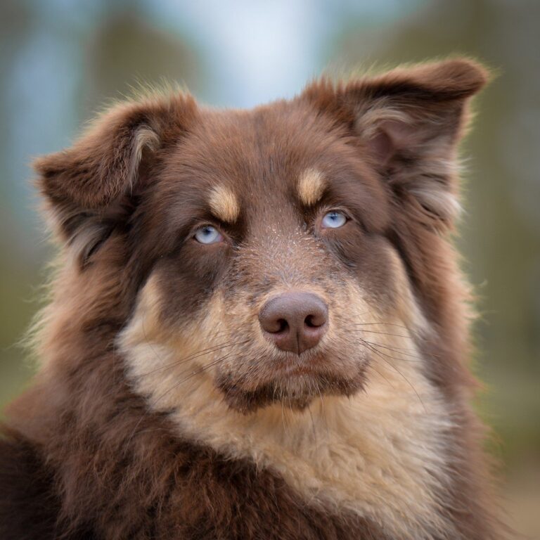 can i use human eye drops for my dog