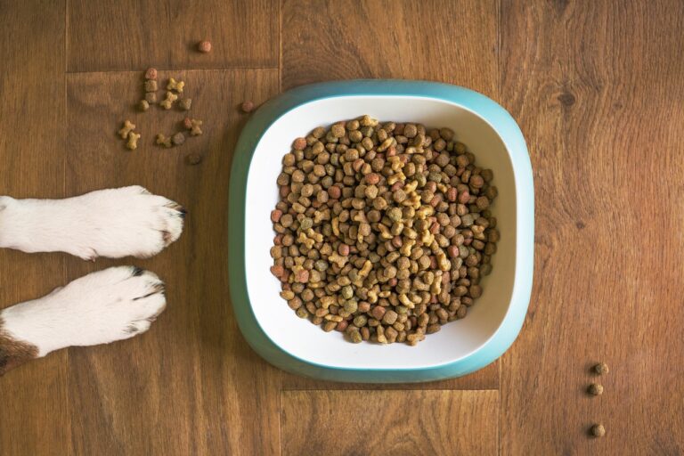 homemade dog food for dogs with sensitive stomach