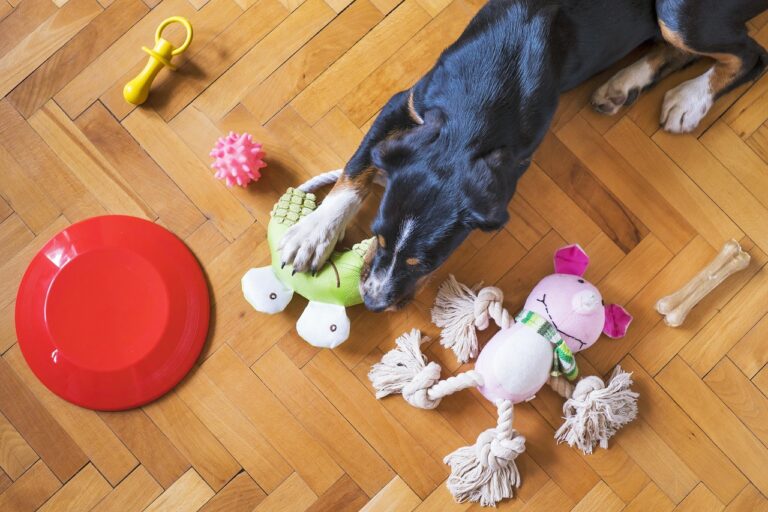 best color for dog toy