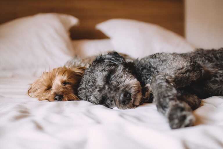 death symptoms in dogs