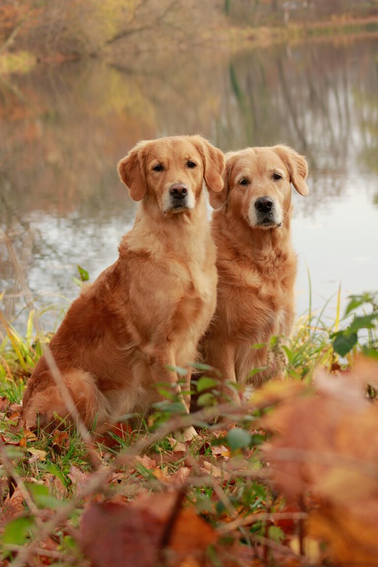 cavalier golden retriever mix