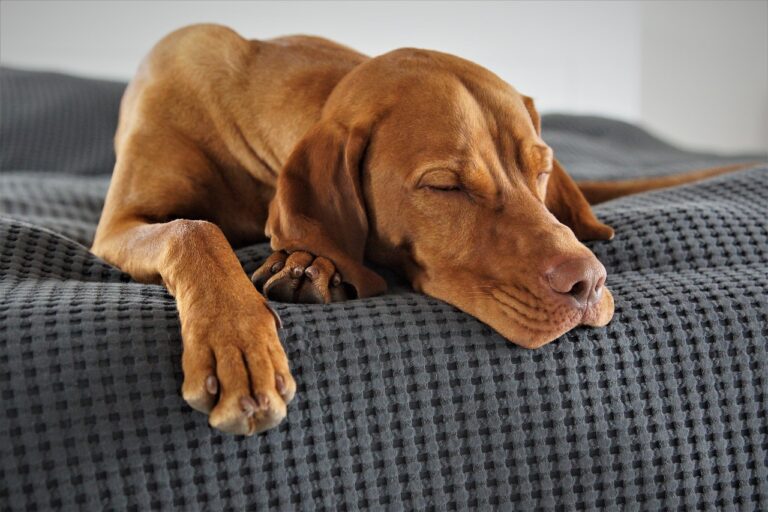 why do dog bark in their sleep