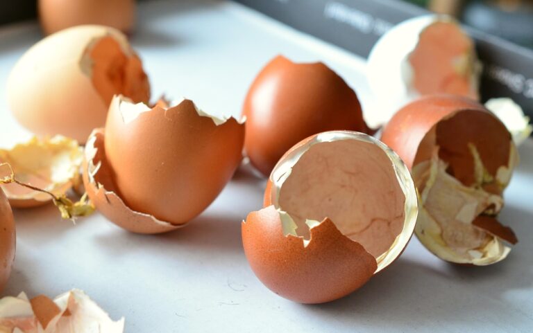 eggshells for dogs