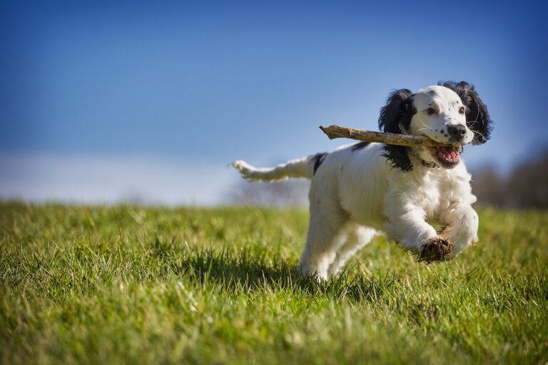 are bully sticks safe for dogs