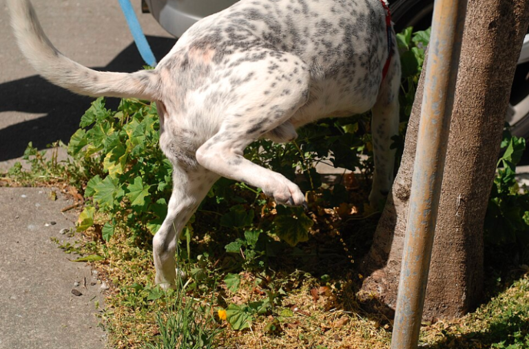 how many time should a dog pee a day