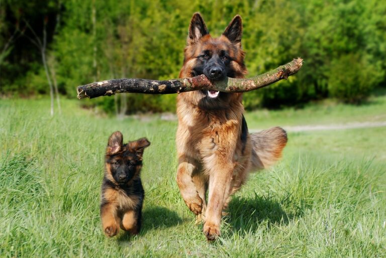 what is a pizzle stick