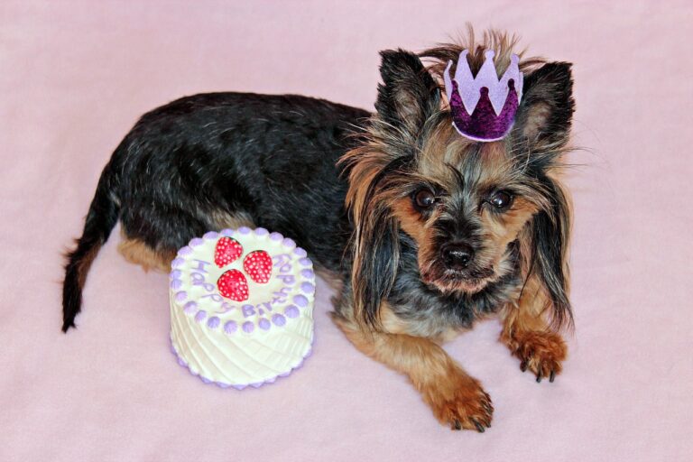 where can i get dog birthday cake