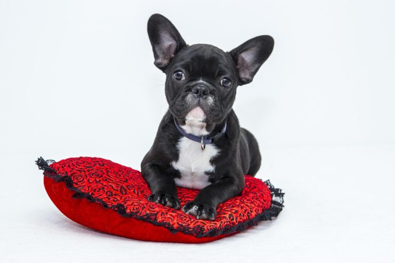 Why Choose a Local Boston Dog Bite Lawyer Instead of a General Personal Injury Attorney?