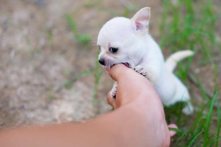 Can an Iowa Dog Bite Accident Lawyer Help With Insurance Negotiations?