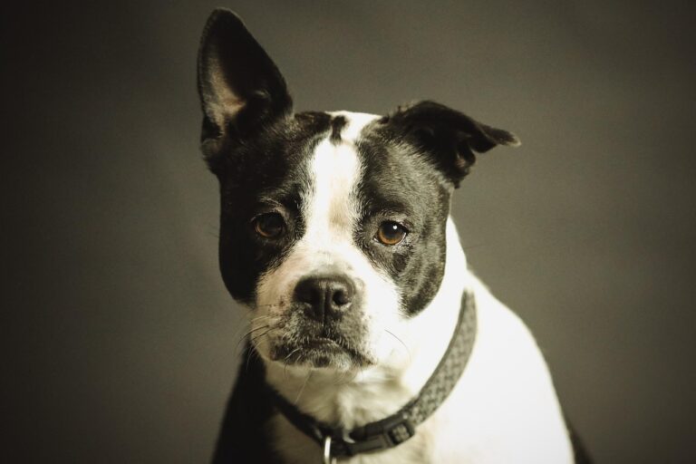 Can a Bellevue Dog Bite Accident Lawyer Help Children Injured in Dog Attacks?