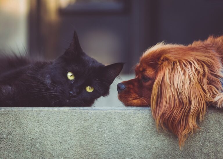When Is the Best Time to Call a Philadelphia Dog Bite Lawyer?