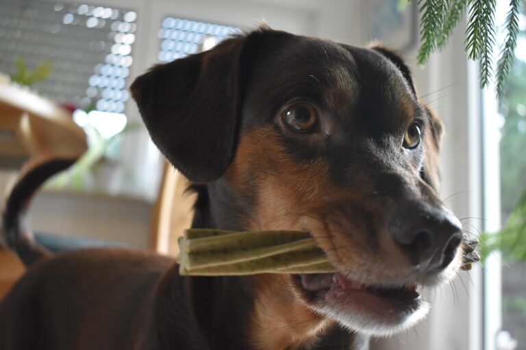 What Are the Key Qualities to Look for in a Dog Bite Lawyer?