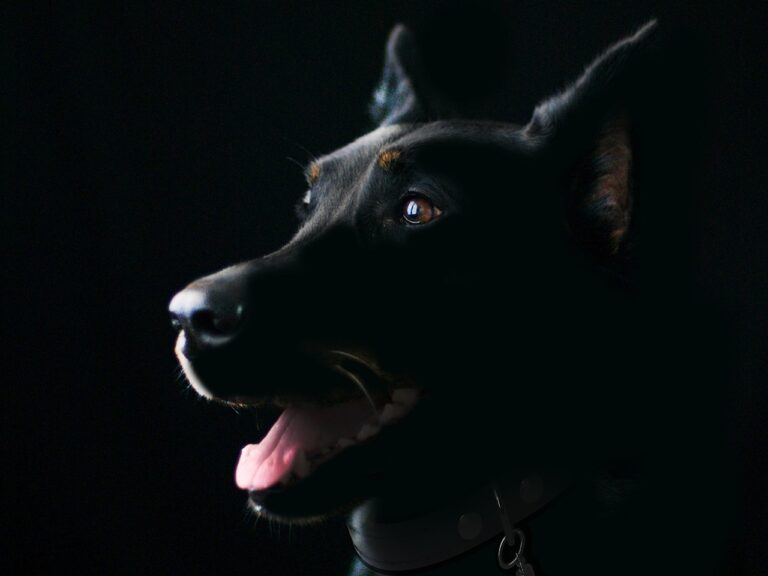 Why Hire a Dog Bite Lawyer in Broken Arrow, OK After an Attack?