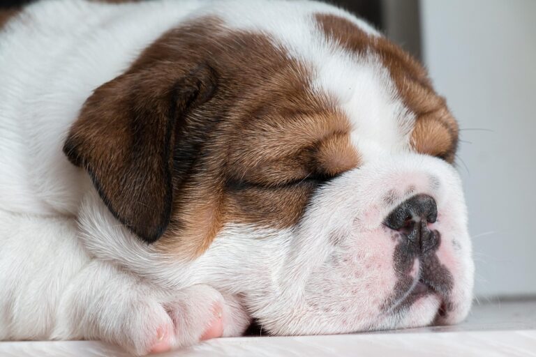 How Does a Phoenix Dog Bite Injury Attorney Prove Negligence in Court?