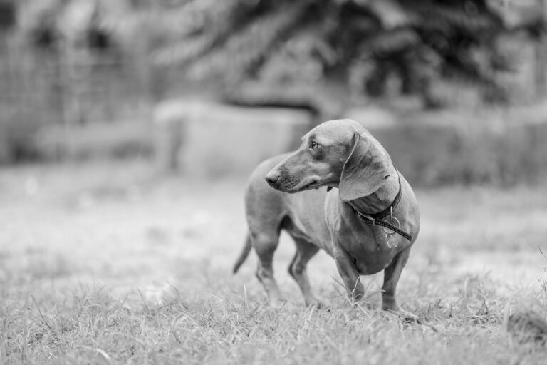 What Questions Should You Ask a Dog Bite Lawyer in Pasadena During a Consultation?