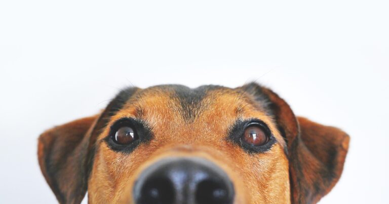 What Steps Does a Mankato Dog Bite Lawyer Take to Build a Strong Case?