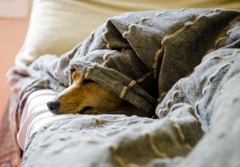 How Can a Dog Bite Attorney in Georgia Help You Navigate Georgia’s Dog Bite Laws?