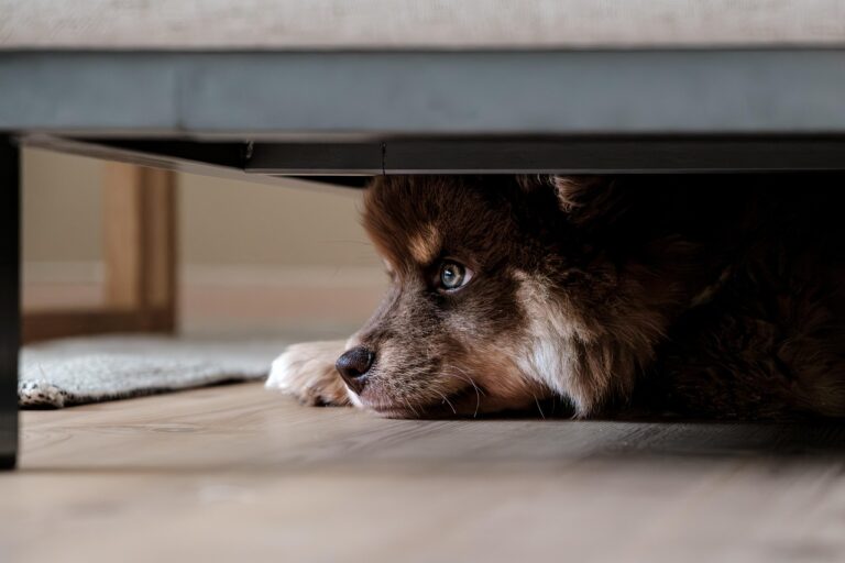 How Long Do Cases Take With an Arkadelphia Dog Bite Lawyer?