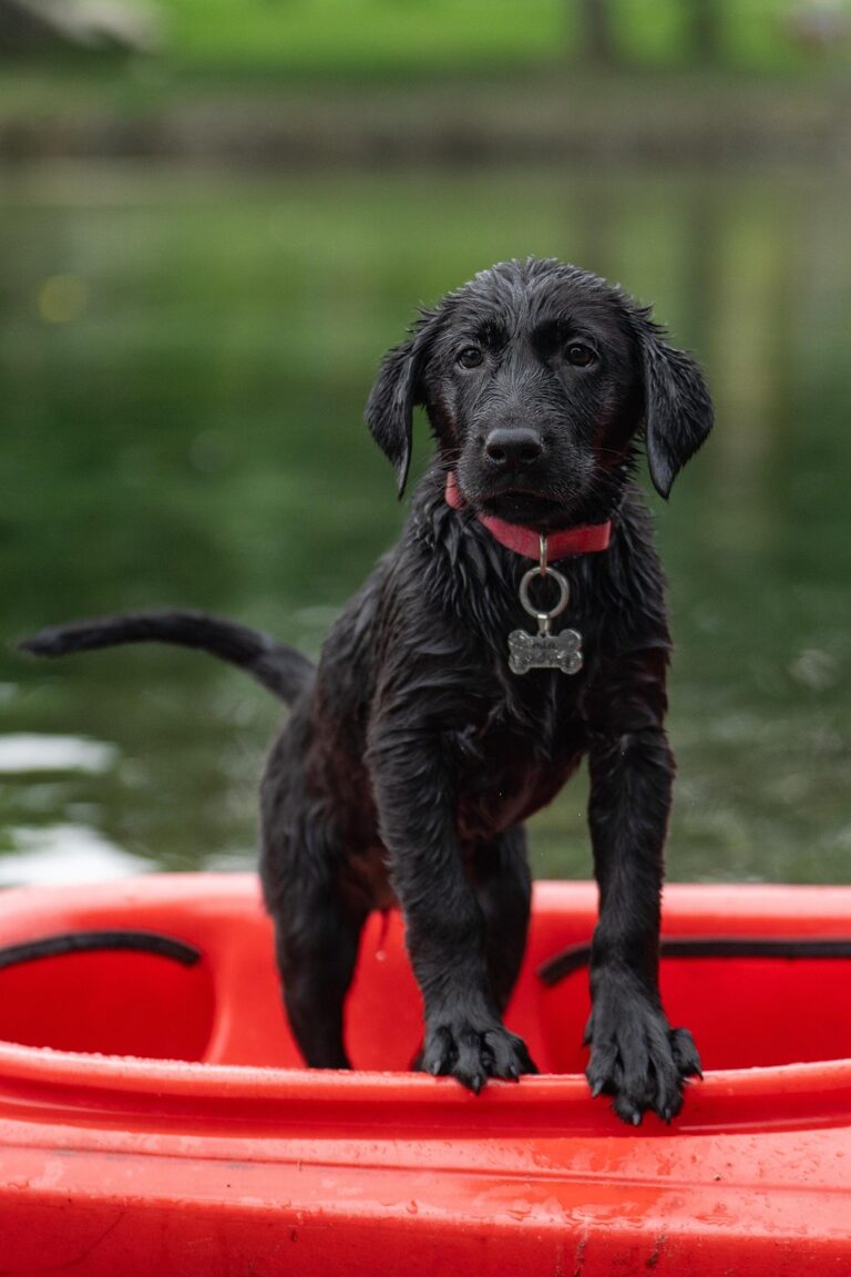 How Much Does It Cost to Hire Experienced Dog Bite Injury Attorneys in Cincinnati?