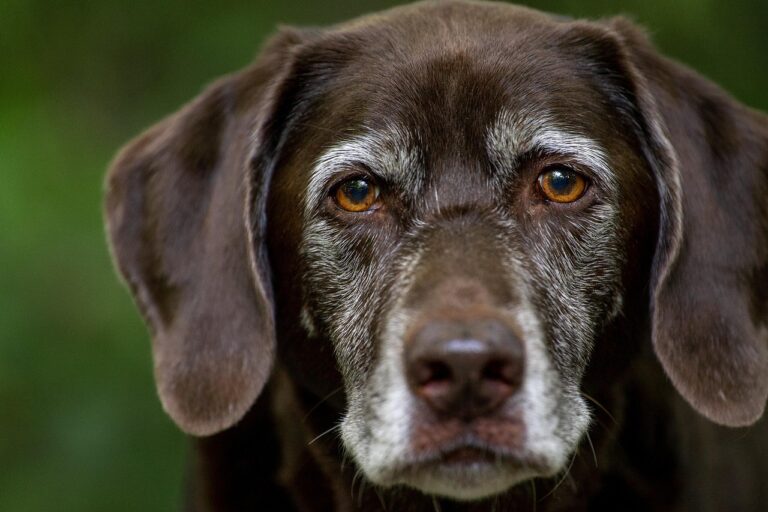 How Long Do Cases Take With a Spring Hill Dog Bite Lawyer?