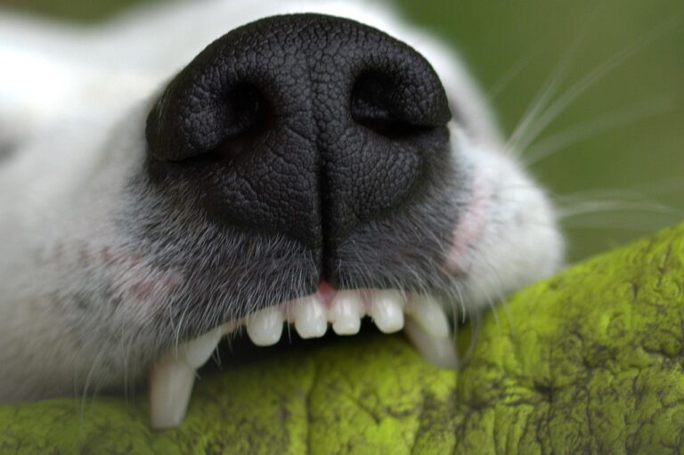 Can an Oklahoma City Dog Bite Lawyer Help You Recover Medical Expenses?